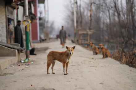 Asian dog standing in street. Credit: Syed Qaarif Andrabi