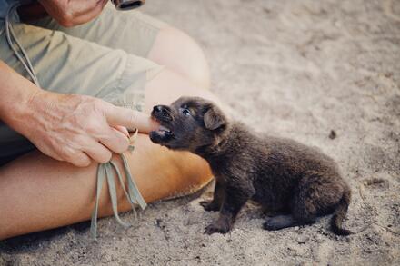 Puppy biting a person