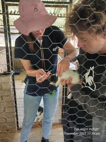 Cat Angel Refuge vaccination