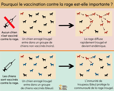 Une aide à l'apprentissage sur la couverture vaccinale des chiens - l'une des nombreuses aides à l'apprentissage disponibles sur le REC révisé.