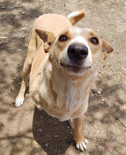 Happy dog in Cat Angel Rescue