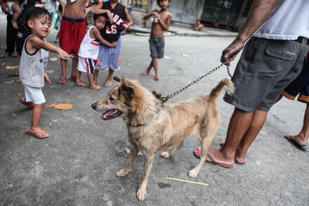 Little boy reaches to pet dog on leash, Philippines. GARC. 