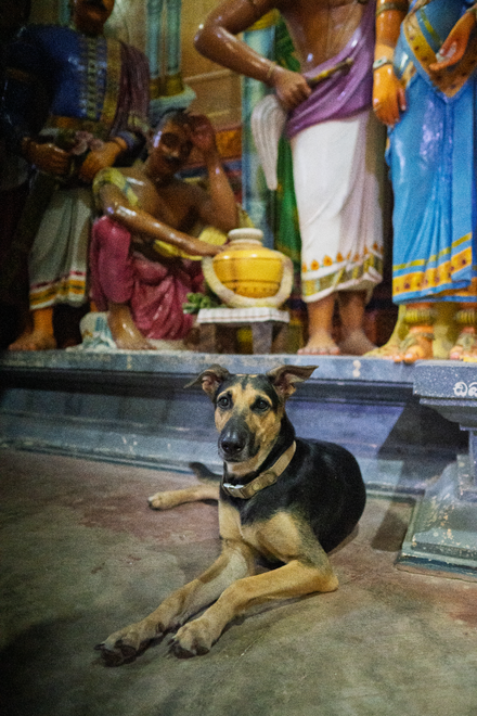 Lucas Helps Dogs dog