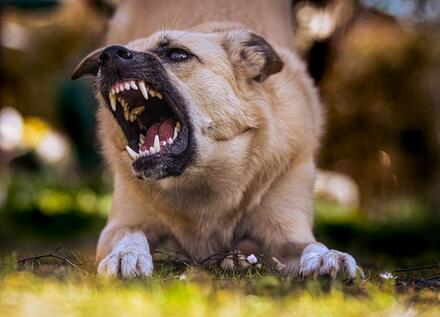 Biting dog on grass