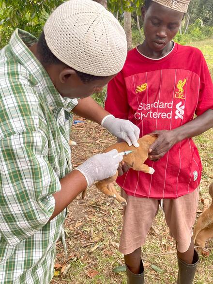 Man vaccinating a puppy