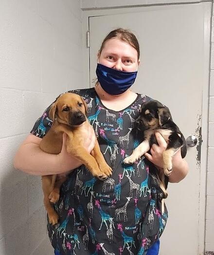 Shaelleigh and puppies