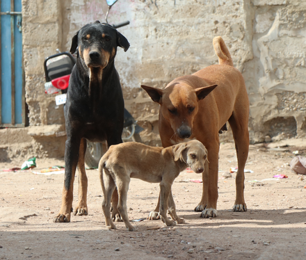 Street dogs