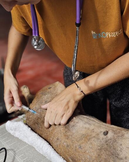 The Dziko Project vaccinating a dog
