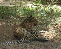 Leopard in Sanjay Gandhi National Park. Photo: Maheshshinde (http://en.wikipedia.org/wiki/File:P1010426.JPG) [Public domain], via Wikimedia Commons