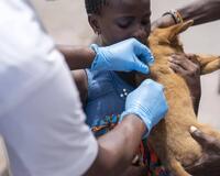 Dog vaccinated by VetReach