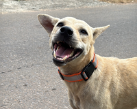 Lucas Helps Dogs happy dog