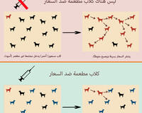 Why rabies vaccination is important infograph Arabic