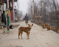 Asian dog standing in street