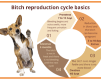 Female dog reproduction cycle basics