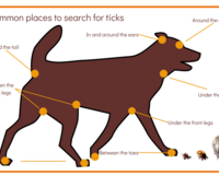 common places to search for ticks