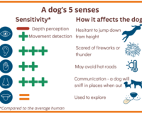 Dog's five senses