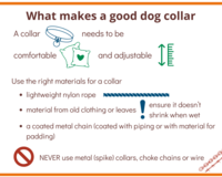 Choosing a good dog collar