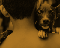Dog Welfare Certificate (DWC)