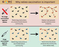 Why rabies vaccination is important infograph English