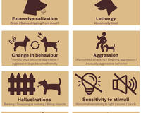 Rabies signs in animals infograph 2025 English