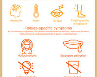 Rabies symptoms in humans infograph 2025 English