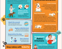 Rabies poster thumbnail