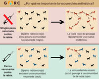 Why rabies vaccination is important infograph Spanish