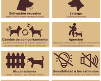Rabies signs in animals infograph 2025 Spanish