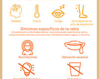 Rabies symptoms in humans infograph 2025 Spanish