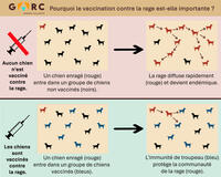 Why rabies vaccination is important infograph French