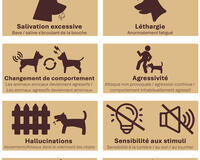 Rabies signs in animals infograph 2025 French