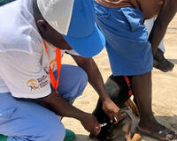 GARC's #3ToBeFree campaign helped to vaccinate dogs in Zanzibar against rabies. 