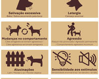 Rabies signs in animals infograph 2025 Portuguese