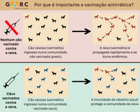 Why rabies vaccination is important infograph Portuguese