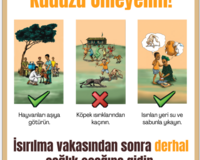 Rabies outreach poster thumbnail