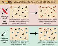 Why rabies vaccination is important infograph Vietnamese