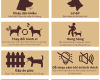 Rabies signs in animals infograph 2025 Vietnamese