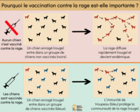 importance of dog vaccination FR