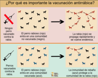 importance of dog vaccination ES