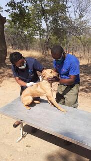 Zimbabwe National Society for the Prevention of Cruelty to Animals (ZNSPCA), GARC World Rabies Day award shortlisted demonstrating their vaccination activities.