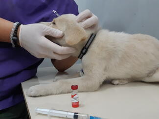 Ana Metskhvarishvili