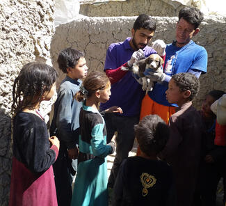 Vaccinating the free-roaming dogs in Kabul 
