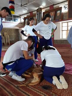 School students help in catching dogs
