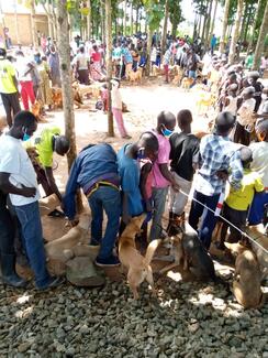 Free rabies vaccinations and de-worming in Amuru District, Northern Uganda by The BIG FIX Uganda, 28 September 2020.