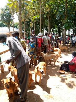 Free rabies vaccinations and de-worming in Amuru District, Northern Uganda by The BIG FIX Uganda, 28 September 2020.