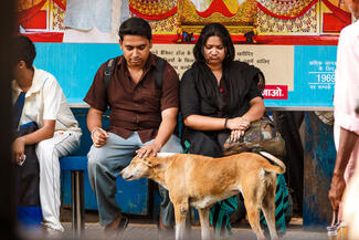 Couple unsure of the street dog. 