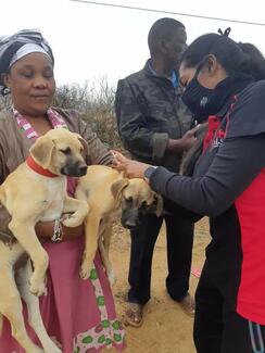 Dr Khan vaccinating Gogo's (grandma) dogs