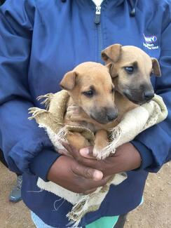 Some of the pups brought for their vaccinations