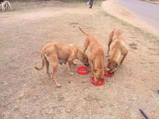 Dogs enjoying their meal supplied by KZN Valley Dogs