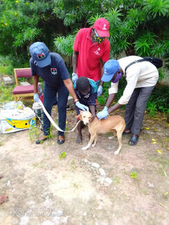 A dog being vaccinated